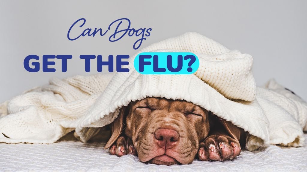 Can Dogs Get the Flu? Can Dogs Get the Flu?